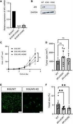 Cancer apelin receptor suppresses vascular mimicry in malignant melanoma